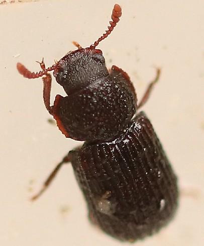 Eledona agricola